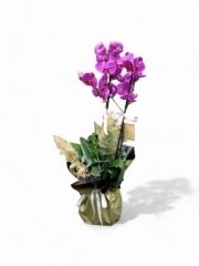 İthal Phalaenopsis Çift Dallı Mor Orkide